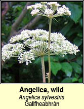 angelica,wild (Gallfheabhrn)