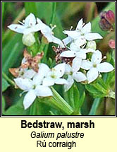 bedstraw,marsh (r corraigh)
