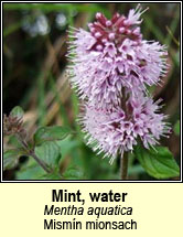 mint,water (mismn mionsach)