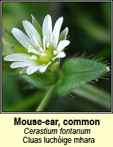 mouse-ear,common (cluas luchige)