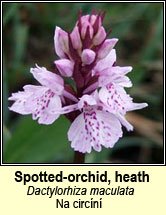 orchid,spotted,heath (na circn)
