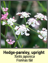 hedge-parsley,upright (fionnas fil)