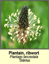 plantain,ribwort (slnlus)