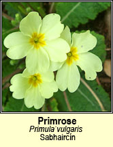 primrose (sabhaircn)