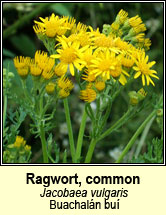 ragwort (buachaln bu)