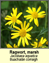 ragwort,marsh (Buachaln corraigh)