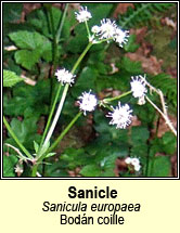 sanicle (bodn cuille)
