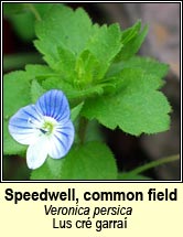speedwell,common field (lus cr garra)