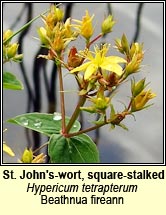 st johns-wort,square-stalked (beathnua fireann)