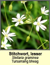 stitchwort,lesser (tursainn)