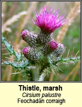 thistle,marsh (feochadn corraigh)