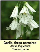 three-cornered garlic (creamh garra)
