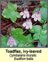 toadflax,ivy-leaved (lus ln an fhalla)