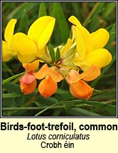 birds-foot-trefoil,common (crobh in)