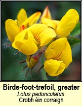 birds-foot-trefoil,greater (barr an mhislin)