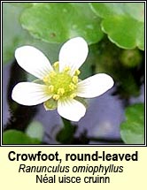 crowfoot,round-leaved (nal uisce cruin)