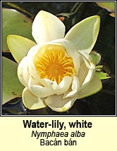 water-lily,white (bacn bn)