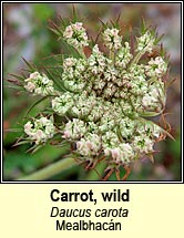 wild carrot (mealbhacn)