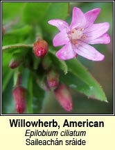 willowherb,american (saileachn sride)