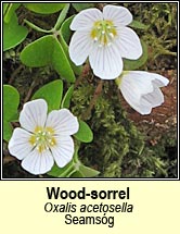 wood sorrel (seamsg)