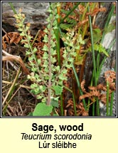 sage,wood (Ir slibhe)