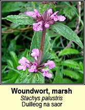 woundwort,marsh (cabhsadn)