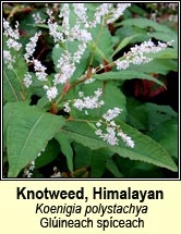 knotweed,himalayan (glineach spiceach)