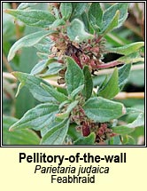 pellitory-of-the-wall (feabhrad)