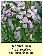 rocket,sea (cearrbhacn mara)