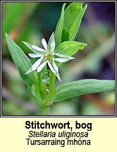 stitchwort,bog (tursainn mhna)
