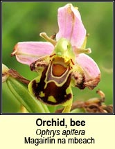 orchid,bee (magairln na mbeach)