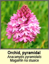 orchid,pyramidal (magairln na stuaice)