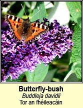 butterfly-bush (tor an fhileacin)