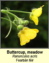 buttercup,meadow (fearbn fir)