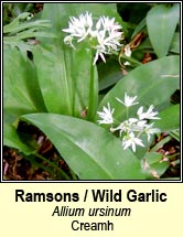 garlic,wild / ramsons (creamh)