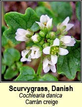 scurvygrass,danish (carrn creige)
