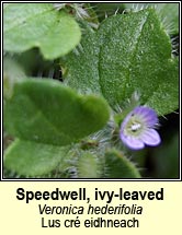 speedwell,ivy-leaved (lus cr eidhneach)