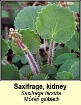 saxifrage,kidney (mrn giobach)