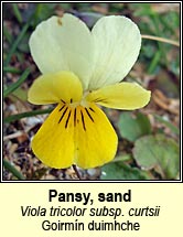 pansy,sand (goirmn duimhche)