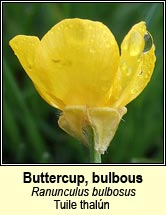 buttercup,bulbous (tuile thaln)