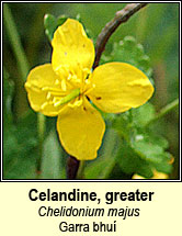 celandine,greater (gharra bhu)
