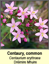 Centaury,common (drimire Mhuire)