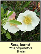 rose,burnet (briuln)
