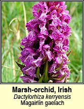 orchid,marsh,Irish (magairln gaelach)