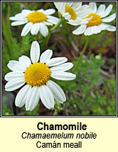 chamomile,common (camn meall)