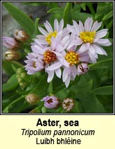 aster,sea (luibh bhline)