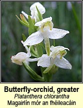 butterfly-orchid,greater (magairln mr an fhileacin)