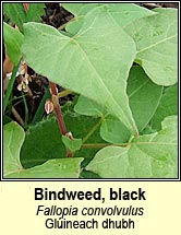 bindweed,black (glineach dhubh)