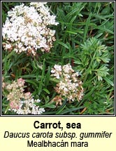 carrot,sea (mealbhacn mara)