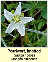 pearlwort,knotted (mongn glineach)